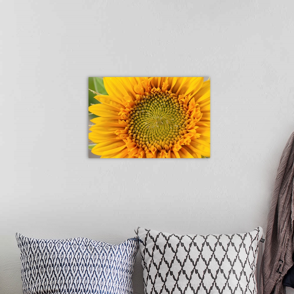 A bohemian room featuring Closeup of a sunflower, Helianthus species.