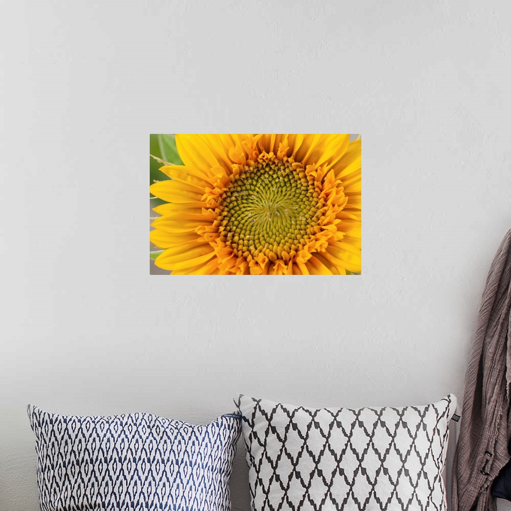 A bohemian room featuring Closeup of a sunflower, Helianthus species.