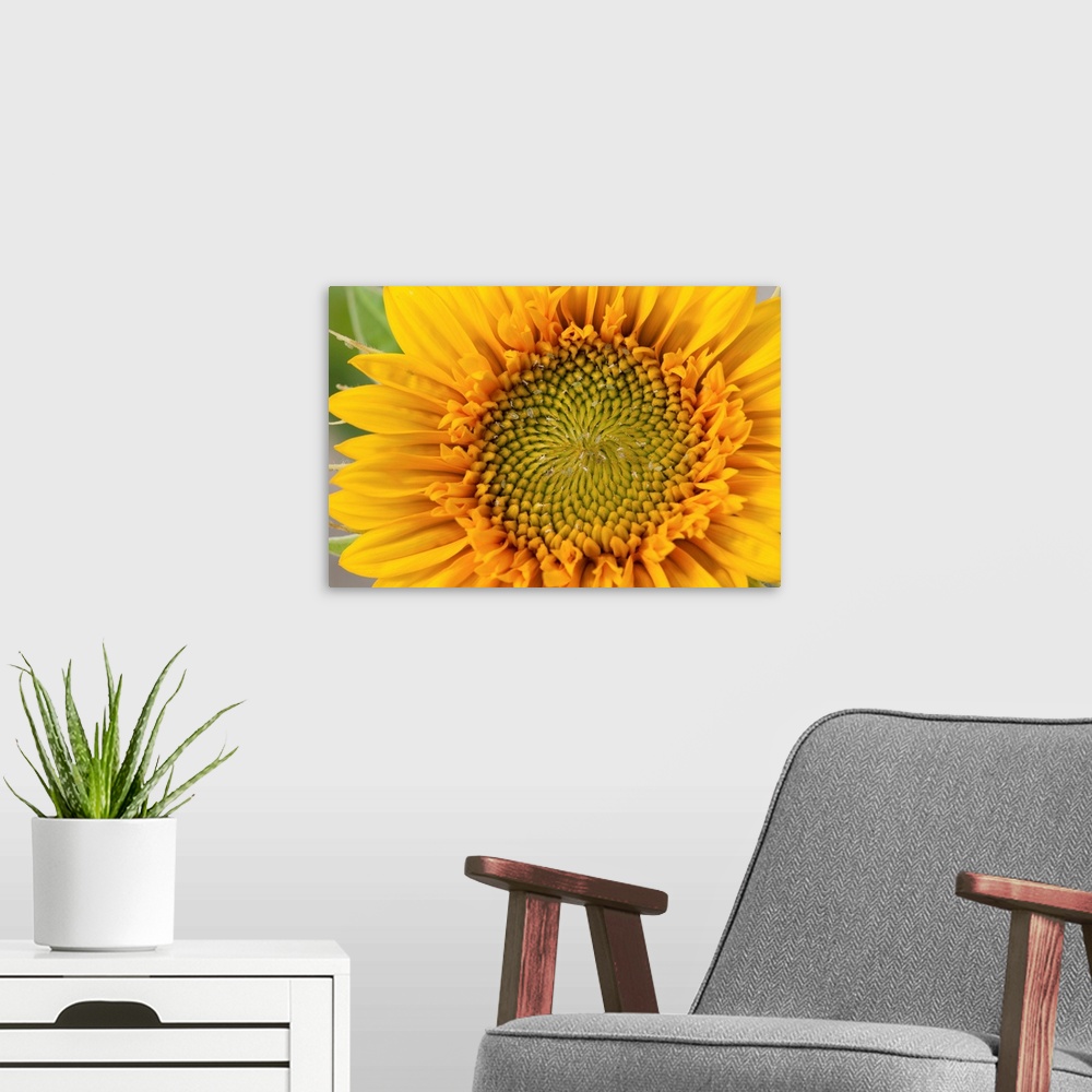 A modern room featuring Closeup of a sunflower, Helianthus species.