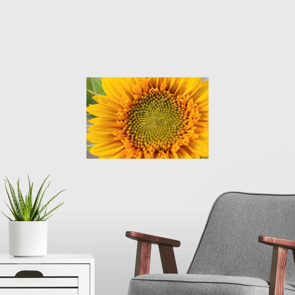 A modern room featuring Closeup of a sunflower, Helianthus species.