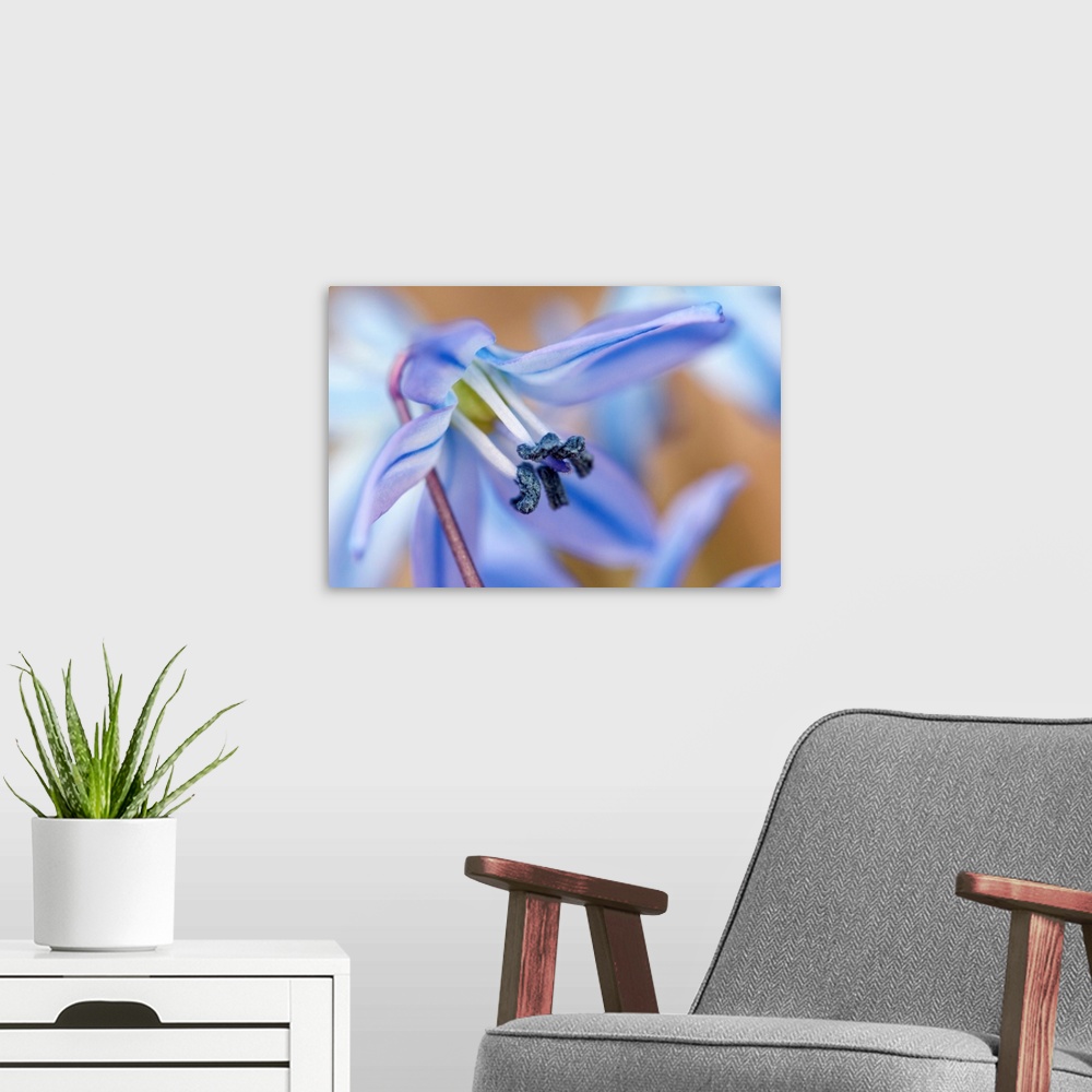 A modern room featuring Close up of a tiny blue scilla flower in the early spring. Cambridge, Massachusetts.