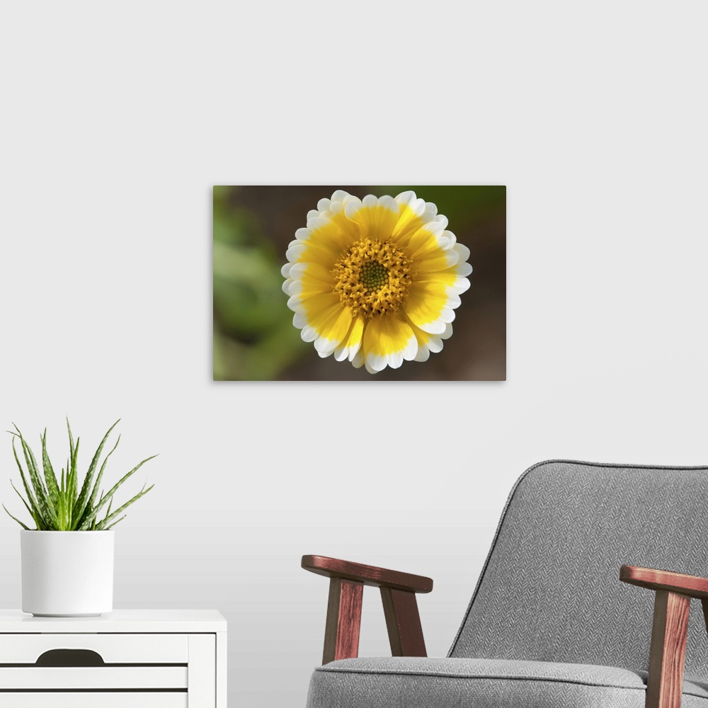 A modern room featuring Close up of a tiny desert wildflower. Wellesley, Massachusetts.