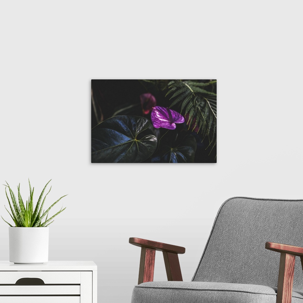 A modern room featuring Close-up of a tropical plant with vibrant purple flowers and broad green leaves; Vancouver, Briti...