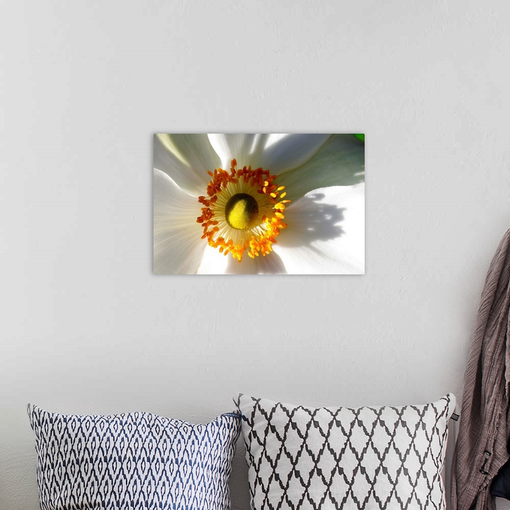 A bohemian room featuring Close up of a white anemone flower.