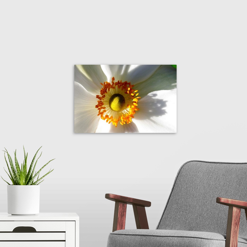 A modern room featuring Close up of a white anemone flower.