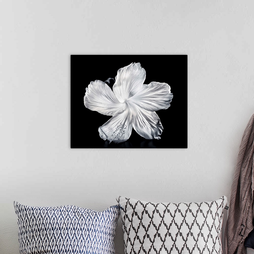 A bohemian room featuring Close-Up Of A White Hibiscus