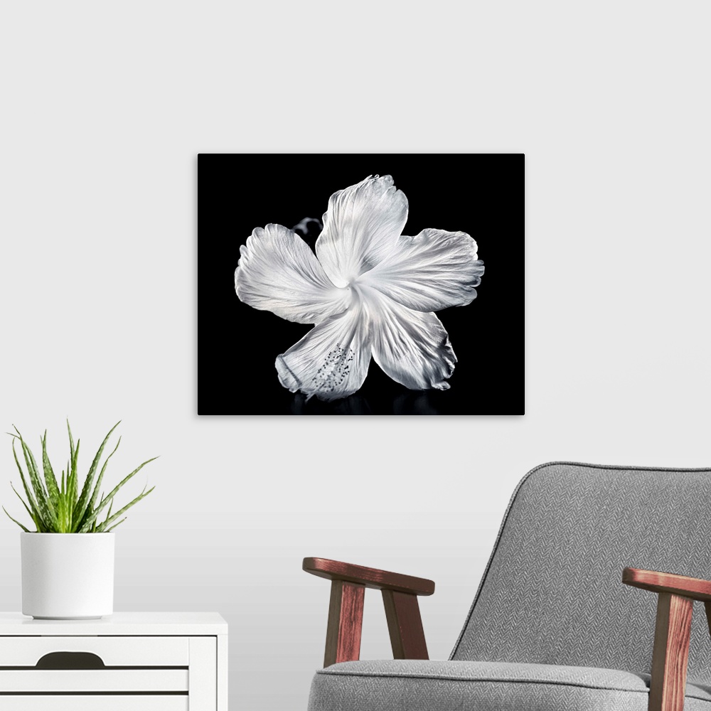 A modern room featuring Close-Up Of A White Hibiscus
