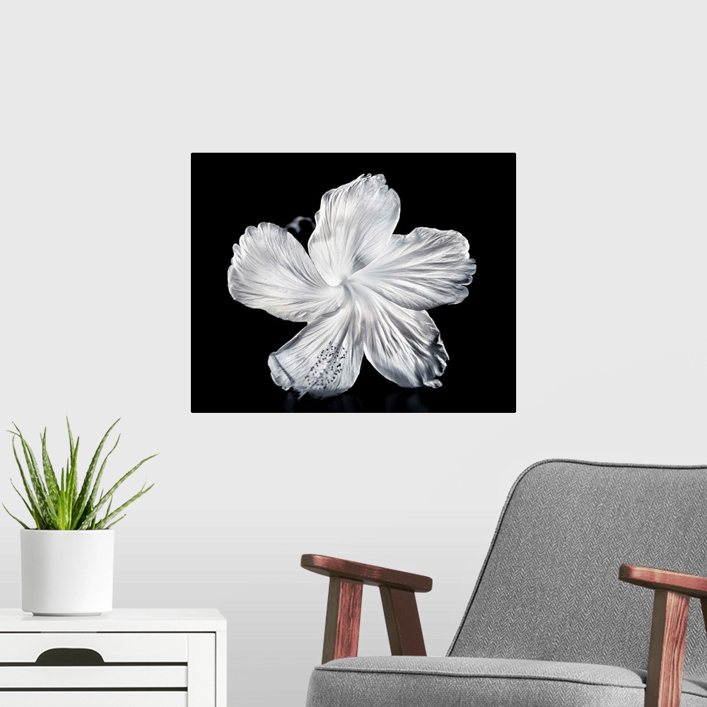 A modern room featuring Close-Up Of A White Hibiscus