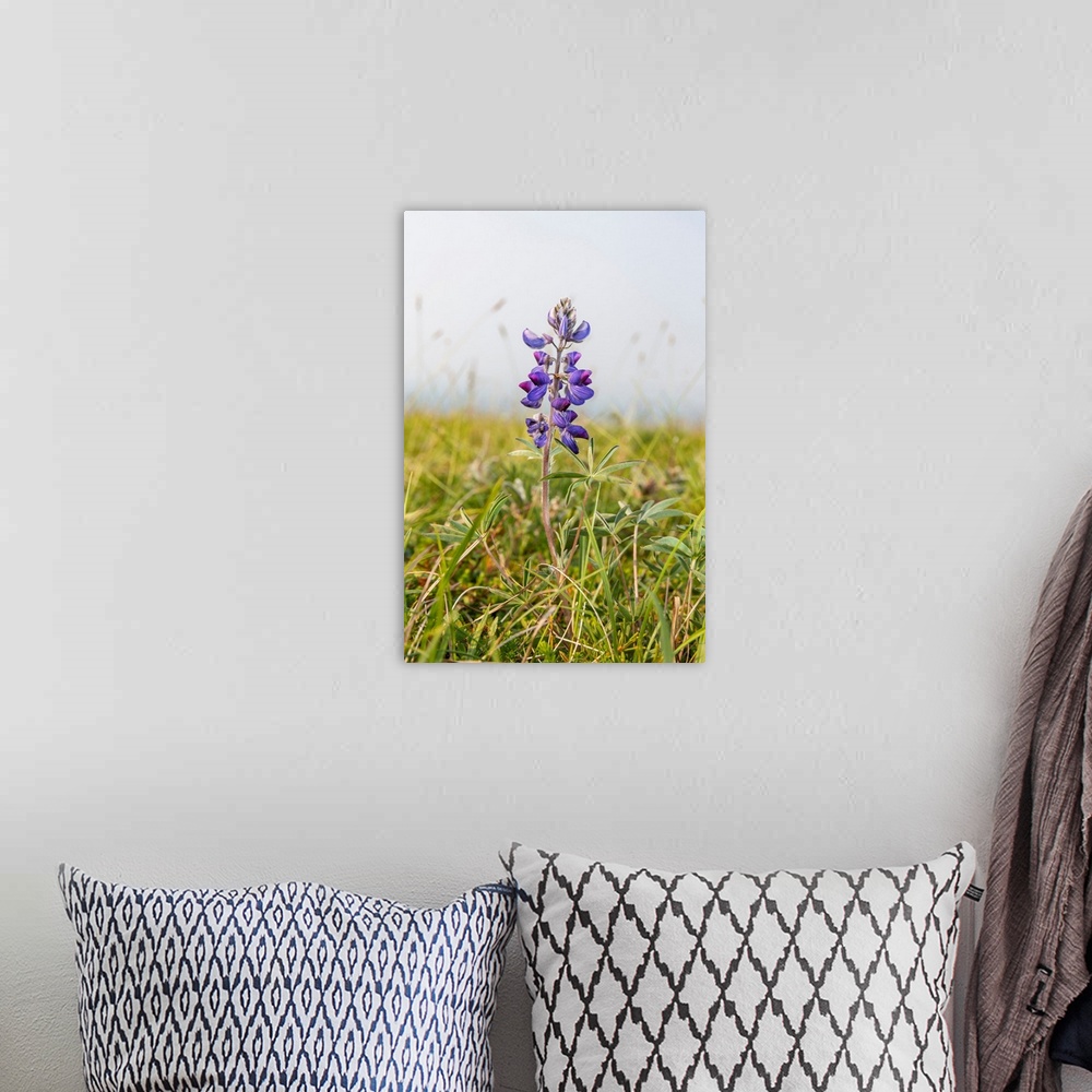 A bohemian room featuring Close-up of a wild lupine (Nootka lupine) flower in Summer, Azachorok Mountain, Lower Yukon River...