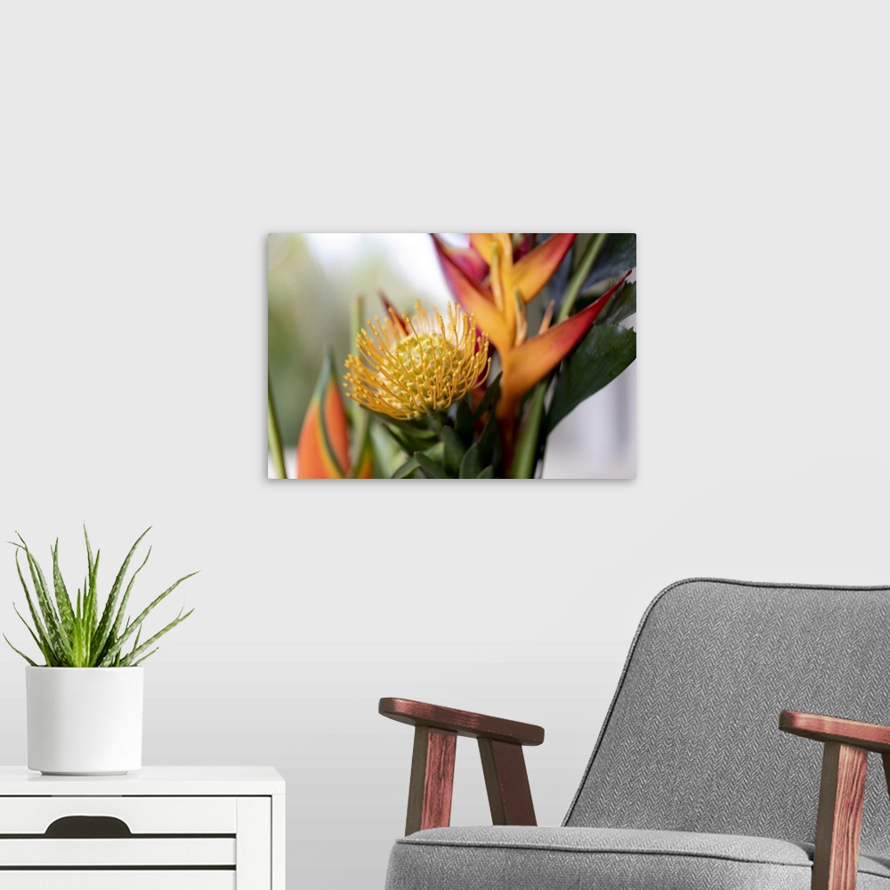 A modern room featuring Close-Up Of A Yellow Pincushion Protea And Yellow And Orange Heliconia Flowers