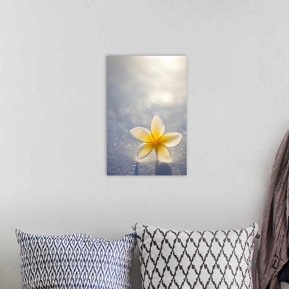 A bohemian room featuring Close-up of a single beautiful yellow Plumeria flower (Apocynaceae) in soft focus; Honolulu, Oahu...