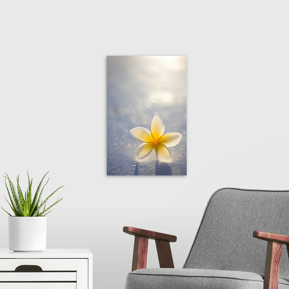 A modern room featuring Close-up of a single beautiful yellow Plumeria flower (Apocynaceae) in soft focus; Honolulu, Oahu...