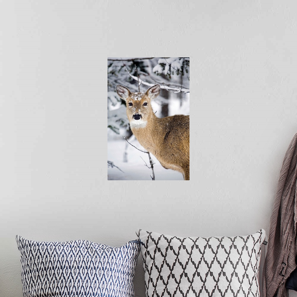 A bohemian room featuring Close Up Of A Young Deer In A Snow Covered Forest, Alberta, Canada