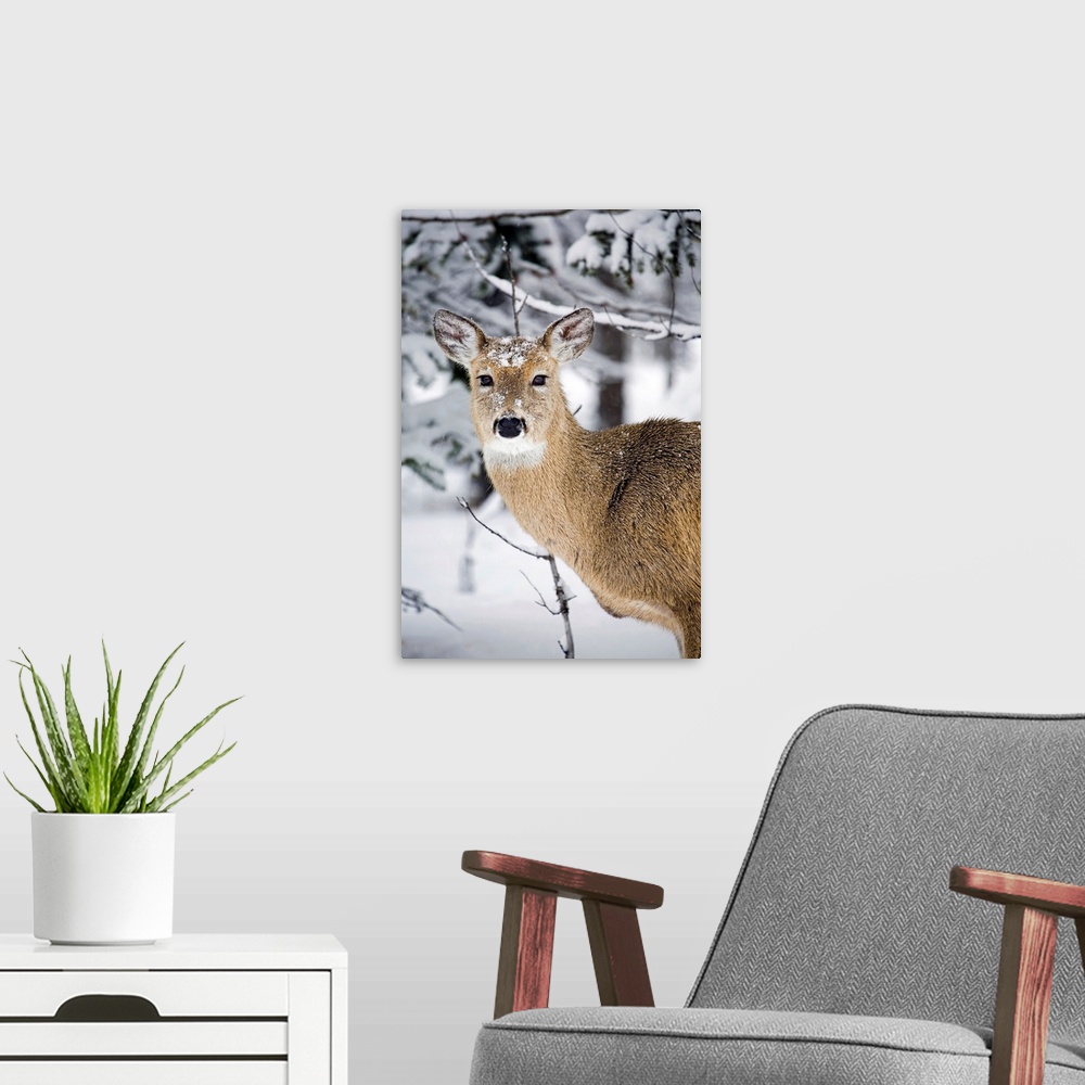 A modern room featuring Close Up Of A Young Deer In A Snow Covered Forest, Alberta, Canada