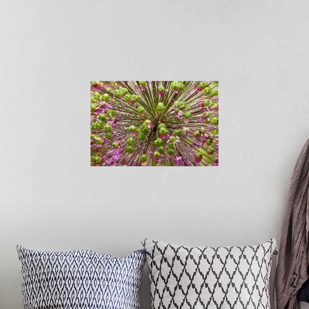 A bohemian room featuring Close up of an allium plant, flowers, buds, and water drops.