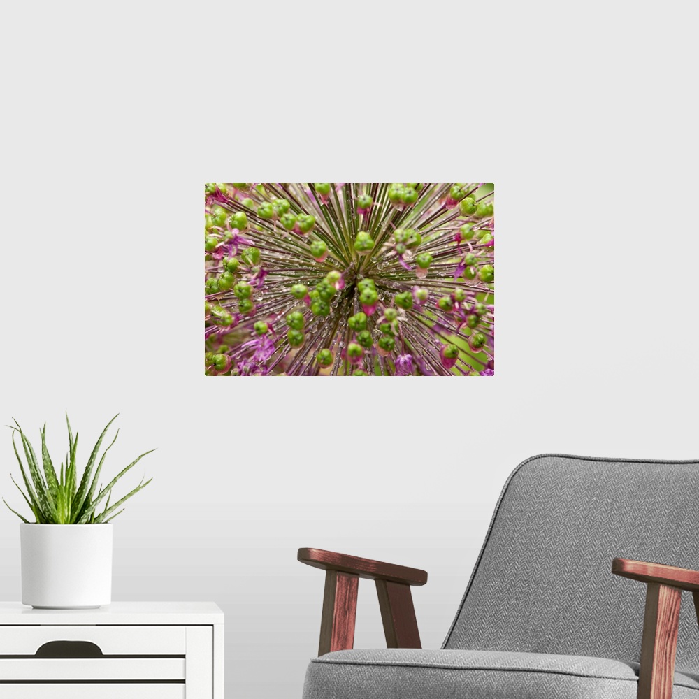 A modern room featuring Close up of an allium plant, flowers, buds, and water drops.