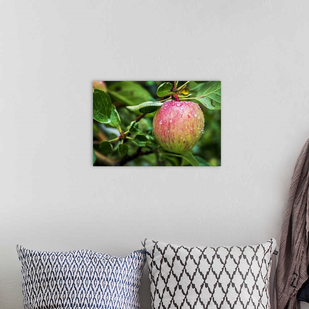 A bohemian room featuring Close-up of an apple on tree branch with water droplets; Calgary, Alberta, Canada.
