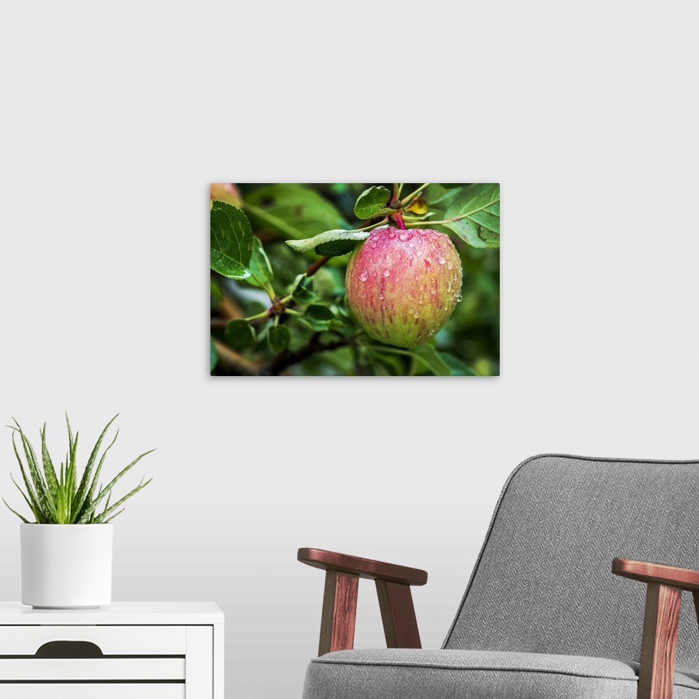 A modern room featuring Close-up of an apple on tree branch with water droplets; Calgary, Alberta, Canada.