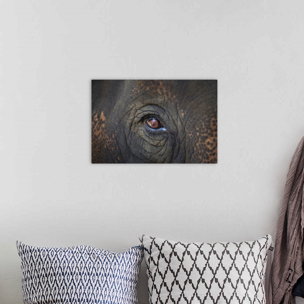 A bohemian room featuring Close-up Of An Elephant's Eye