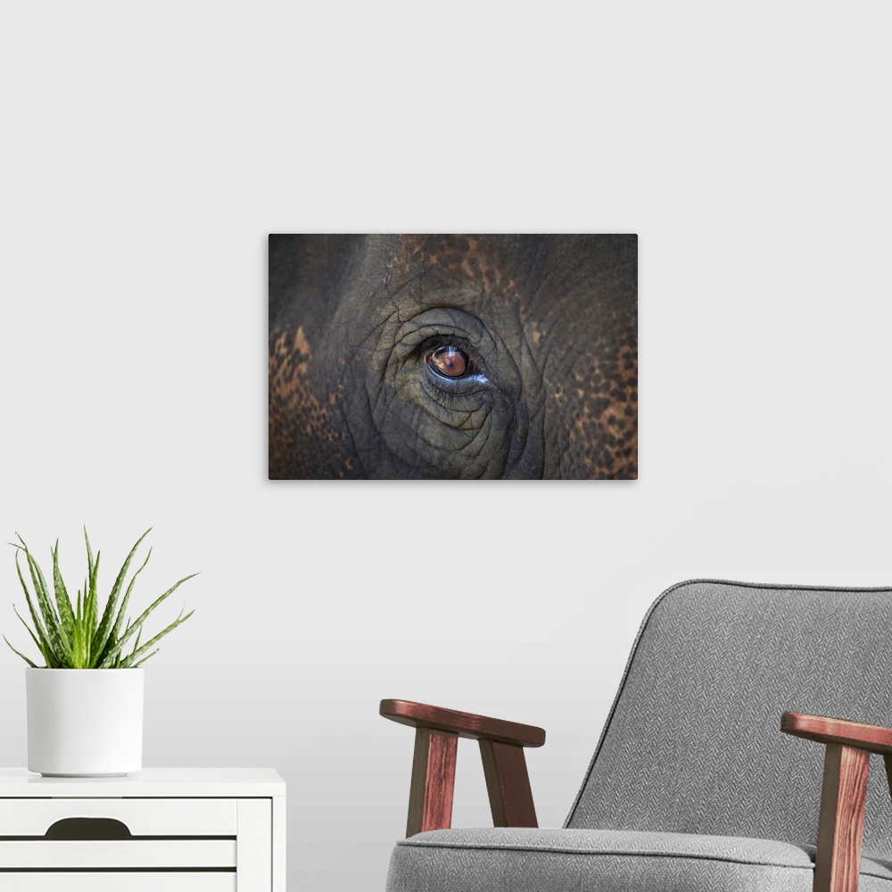 A modern room featuring Close-up Of An Elephant's Eye
