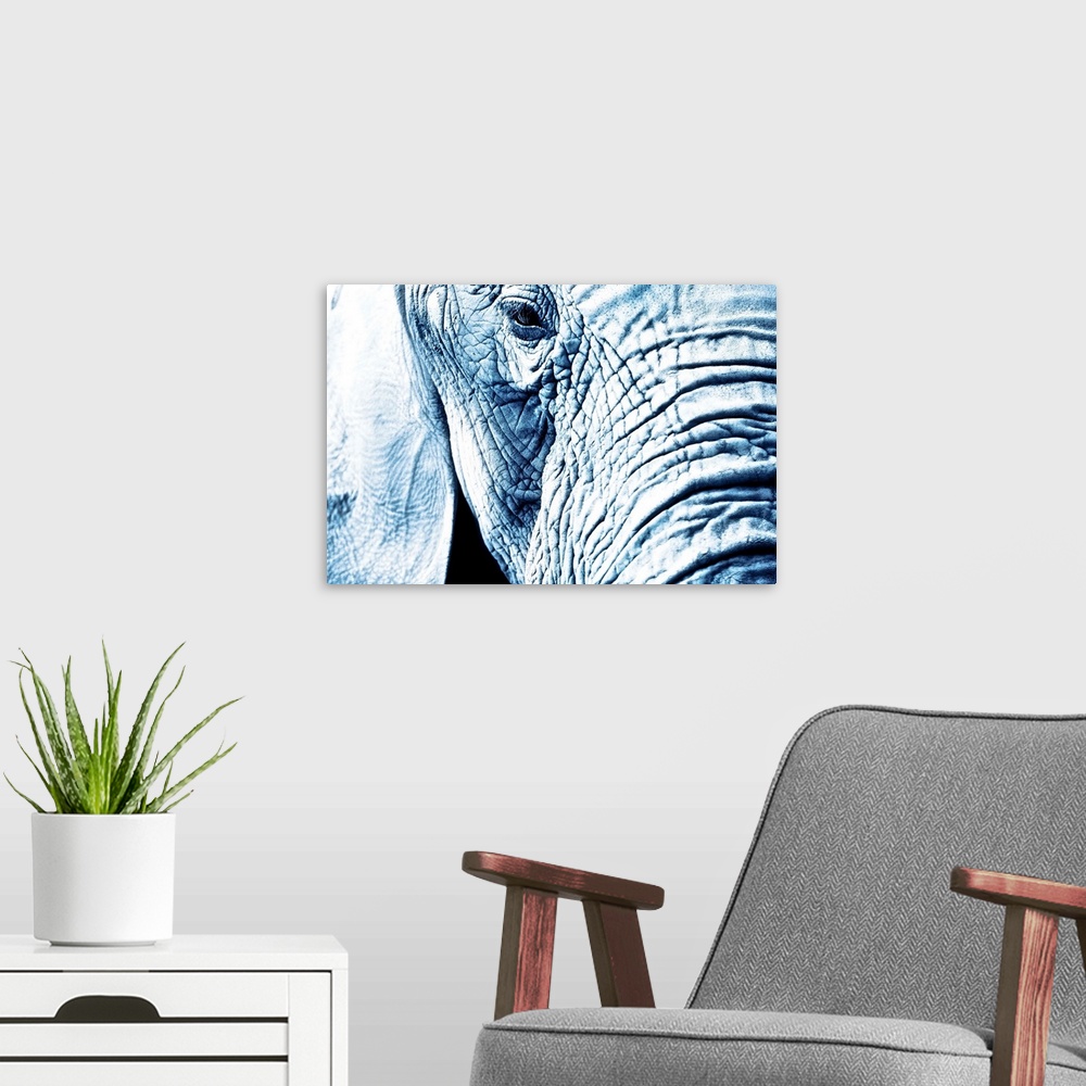 A modern room featuring Close Up Of An Elephant's Face