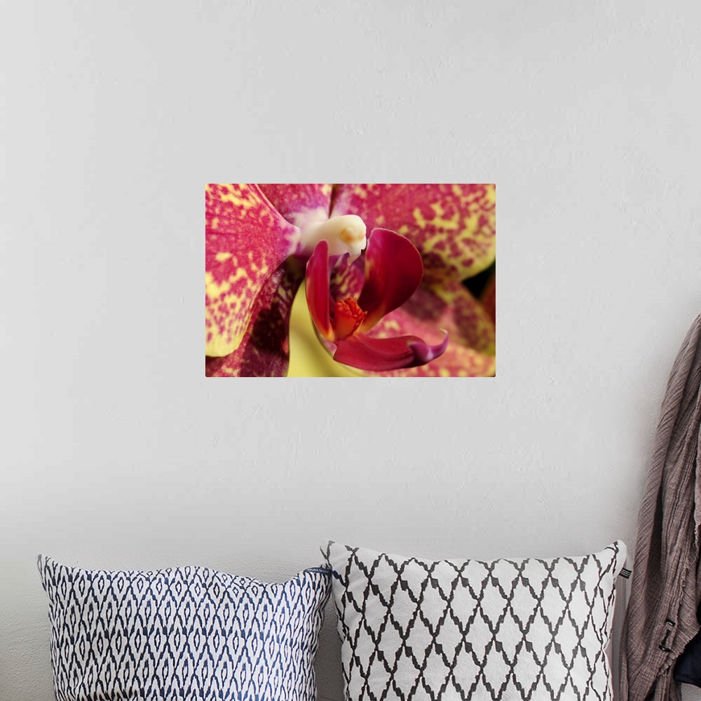 A bohemian room featuring Close up of an orchid flower, Phalaenopsis species. Lexington, Massachusetts.