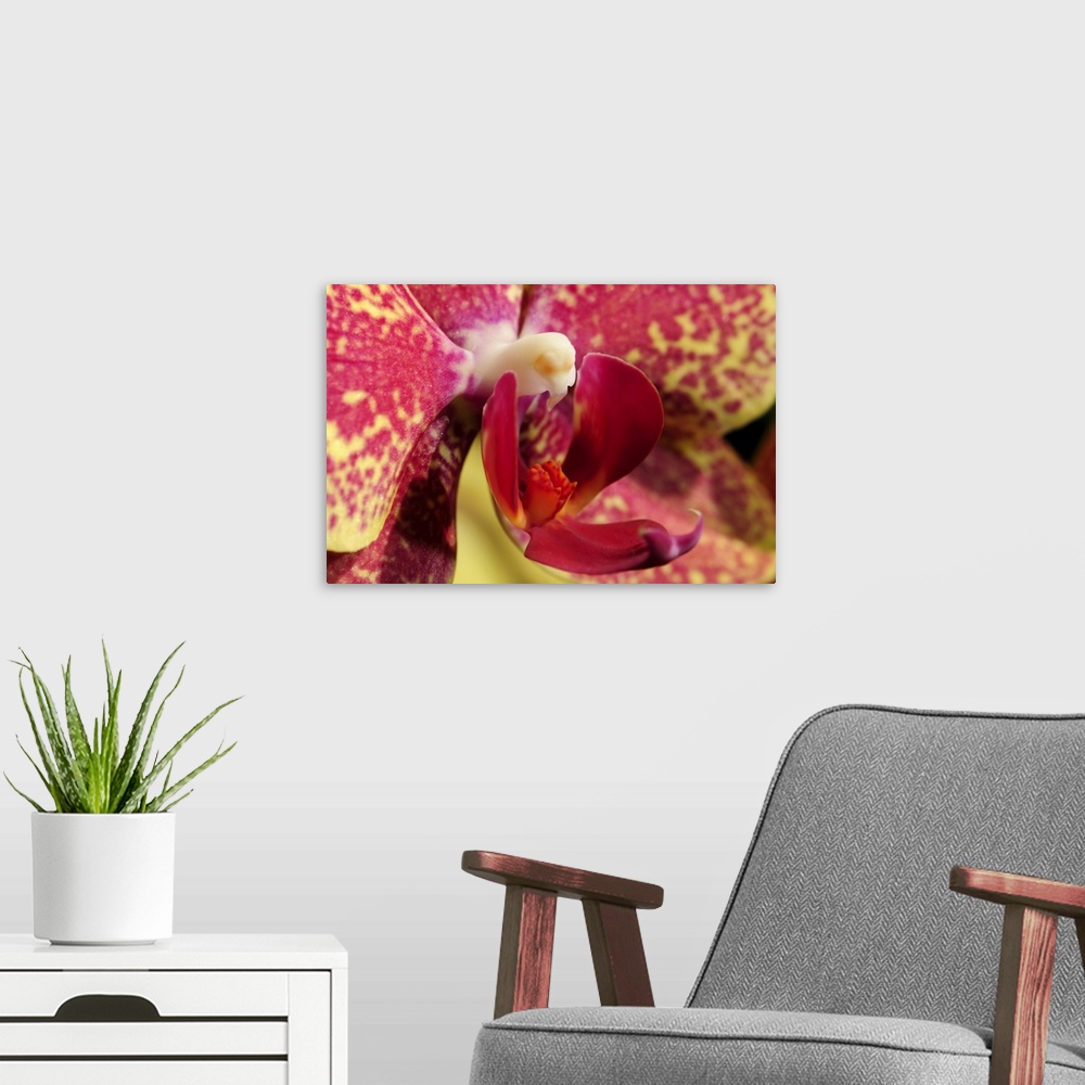 A modern room featuring Close up of an orchid flower, Phalaenopsis species. Lexington, Massachusetts.