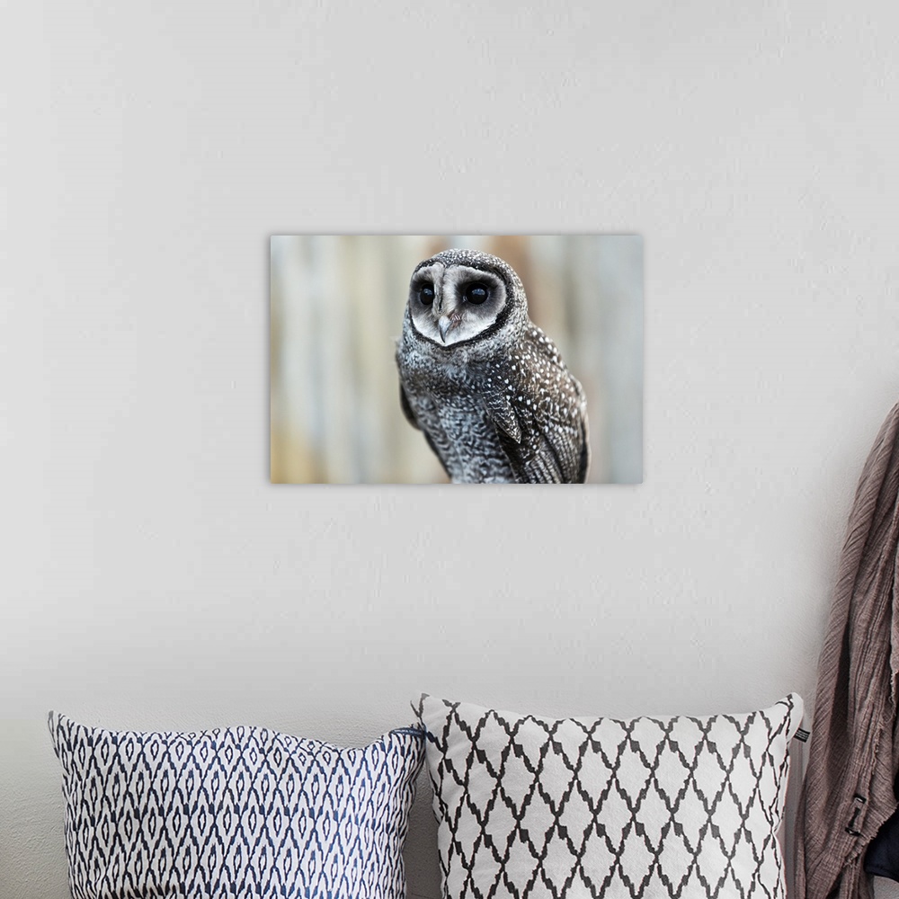 A bohemian room featuring Close-up of an owl; Whiteman, Western Australia, Australia
