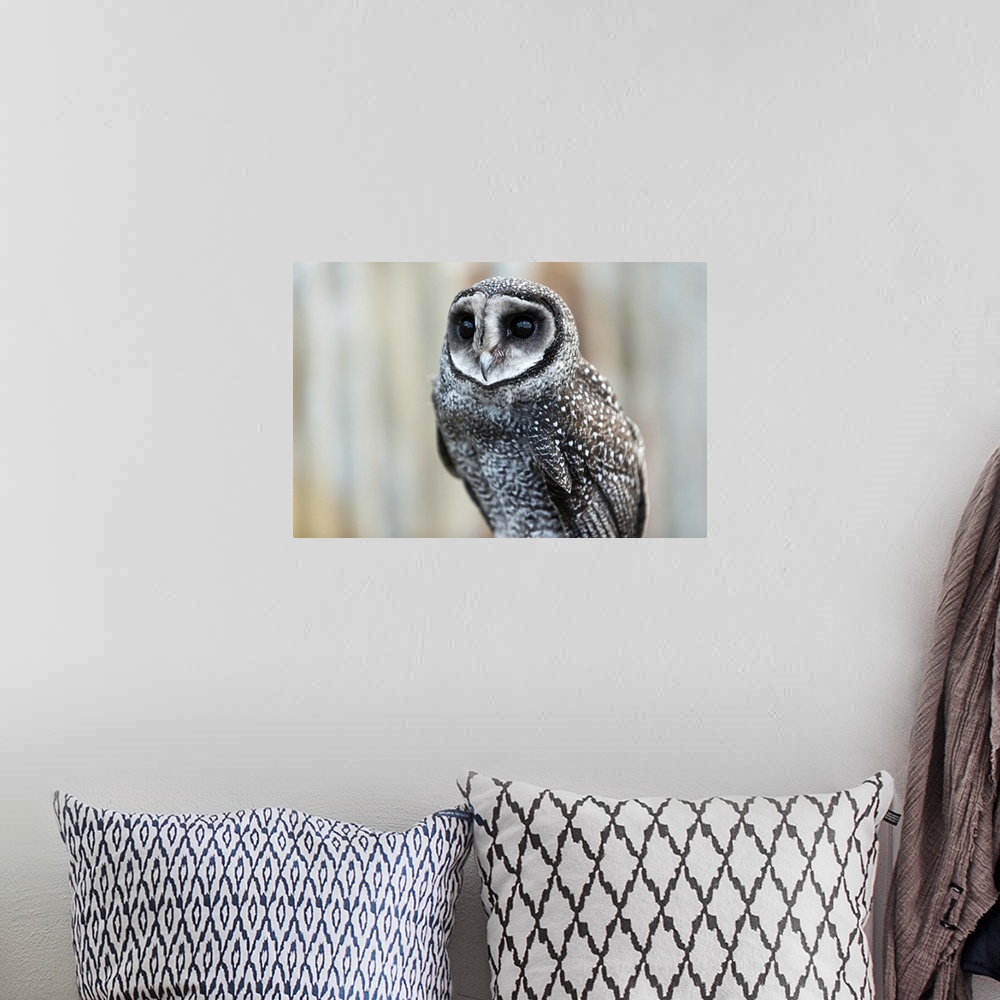 A bohemian room featuring Close-up of an owl; Whiteman, Western Australia, Australia