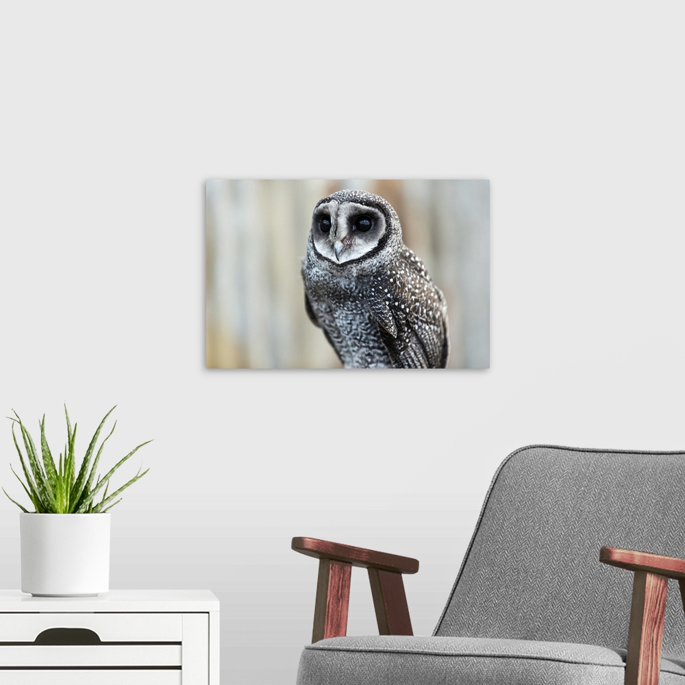 A modern room featuring Close-up of an owl; Whiteman, Western Australia, Australia