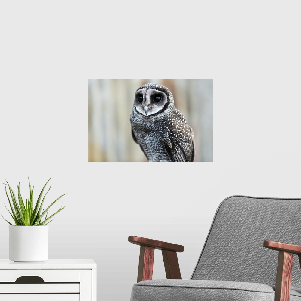 A modern room featuring Close-up of an owl; Whiteman, Western Australia, Australia