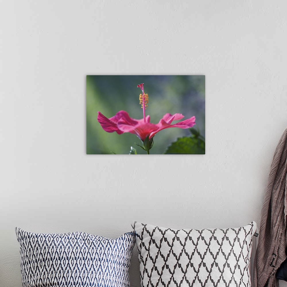 A bohemian room featuring Close-Up Of Beautiful Bright Pink Hibiscus