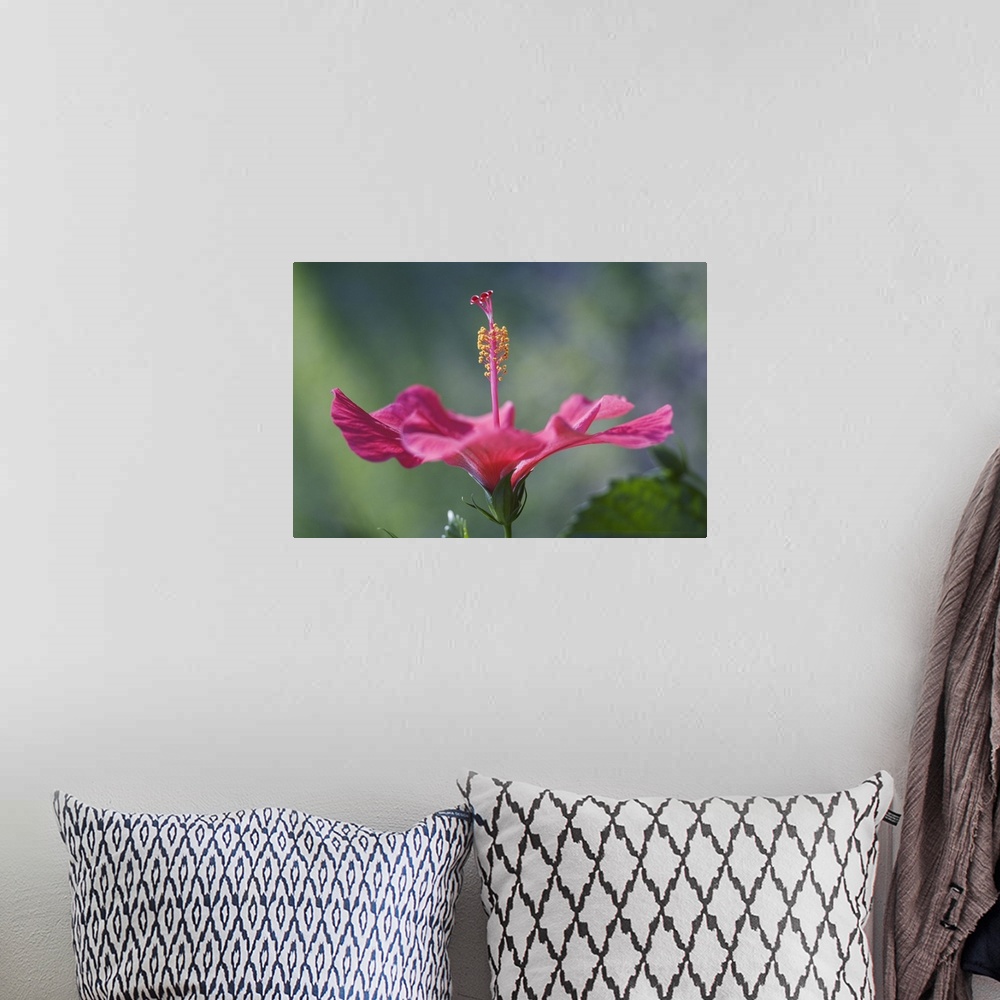 A bohemian room featuring Close-Up Of Beautiful Bright Pink Hibiscus