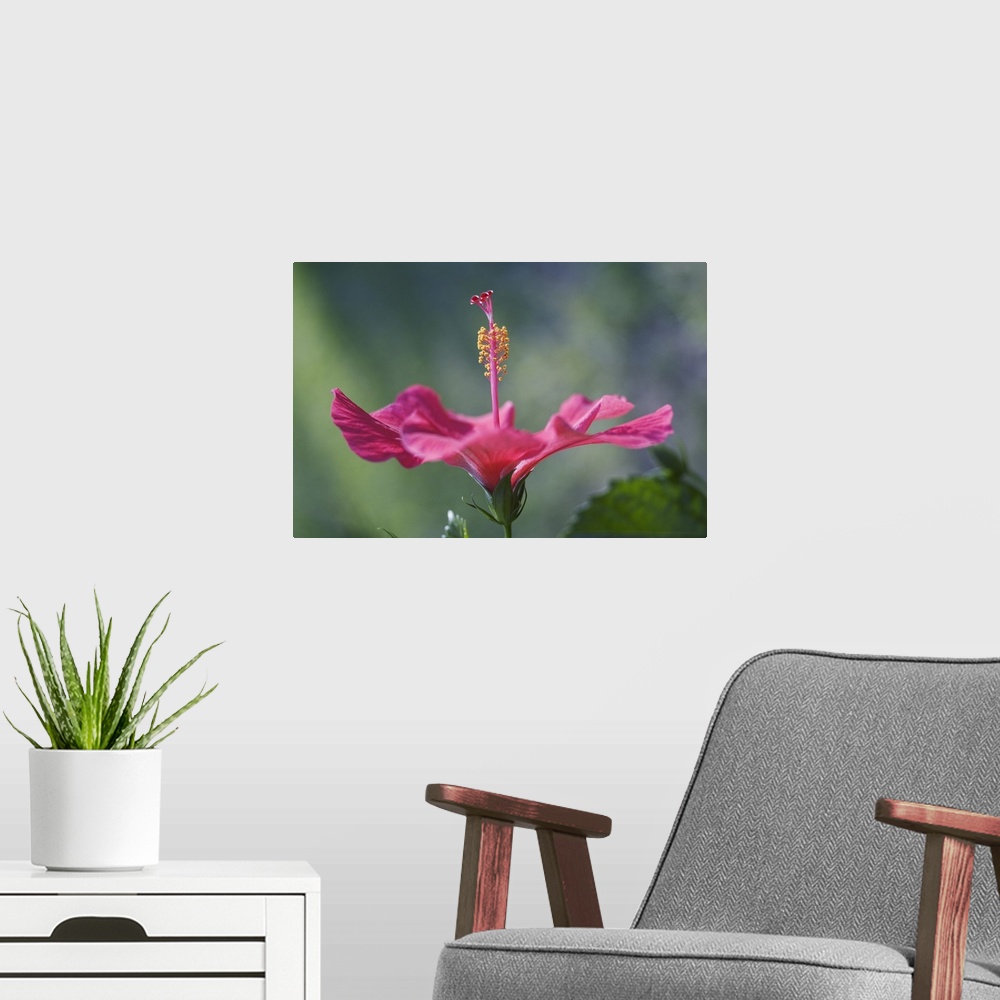 A modern room featuring Close-Up Of Beautiful Bright Pink Hibiscus
