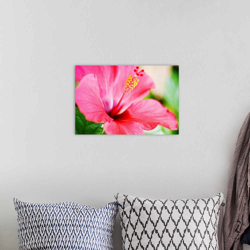 A bohemian room featuring Close-Up Of Beautiful Bright Pink Hibiscus With Blue And Green Background