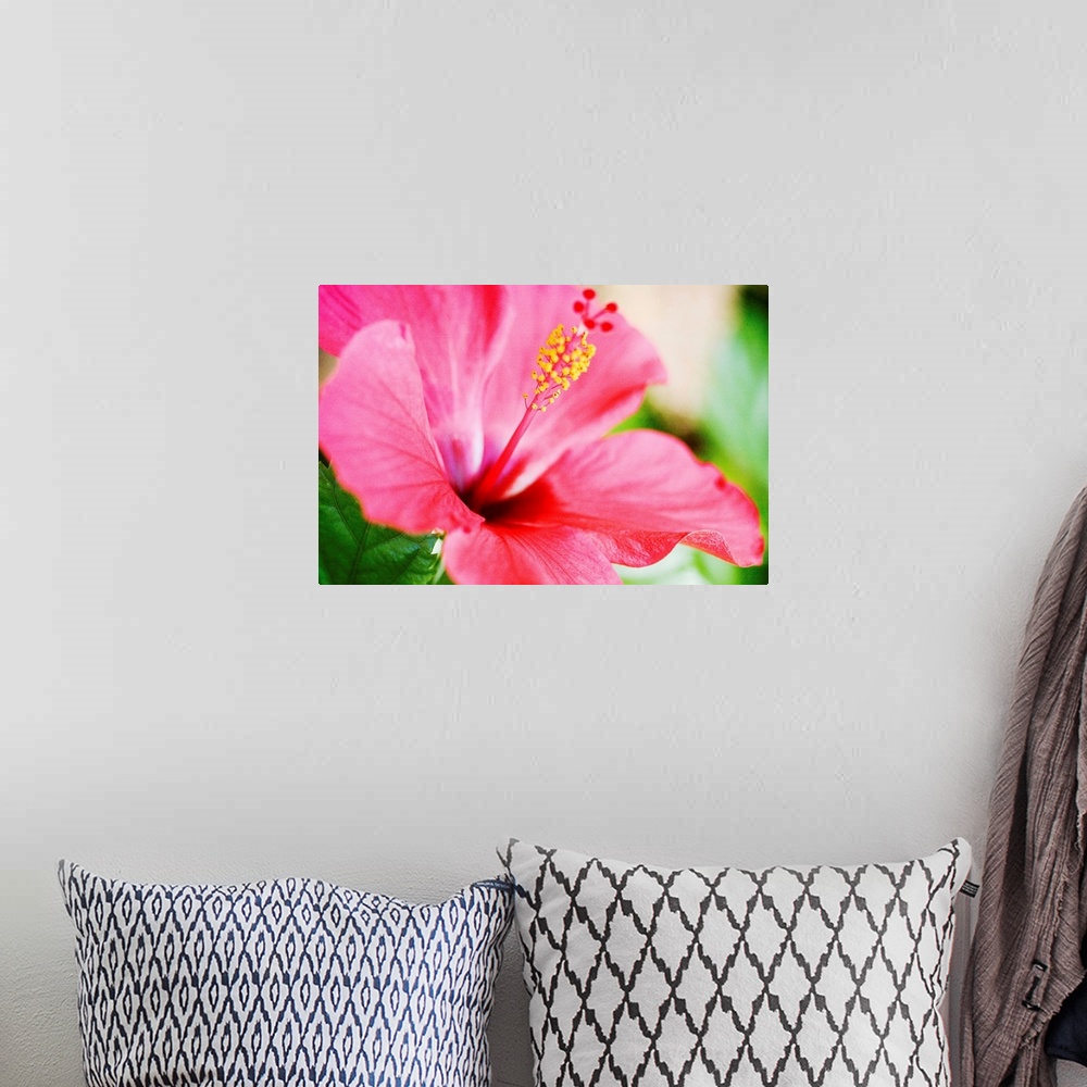 A bohemian room featuring Close-Up Of Beautiful Bright Pink Hibiscus With Blue And Green Background