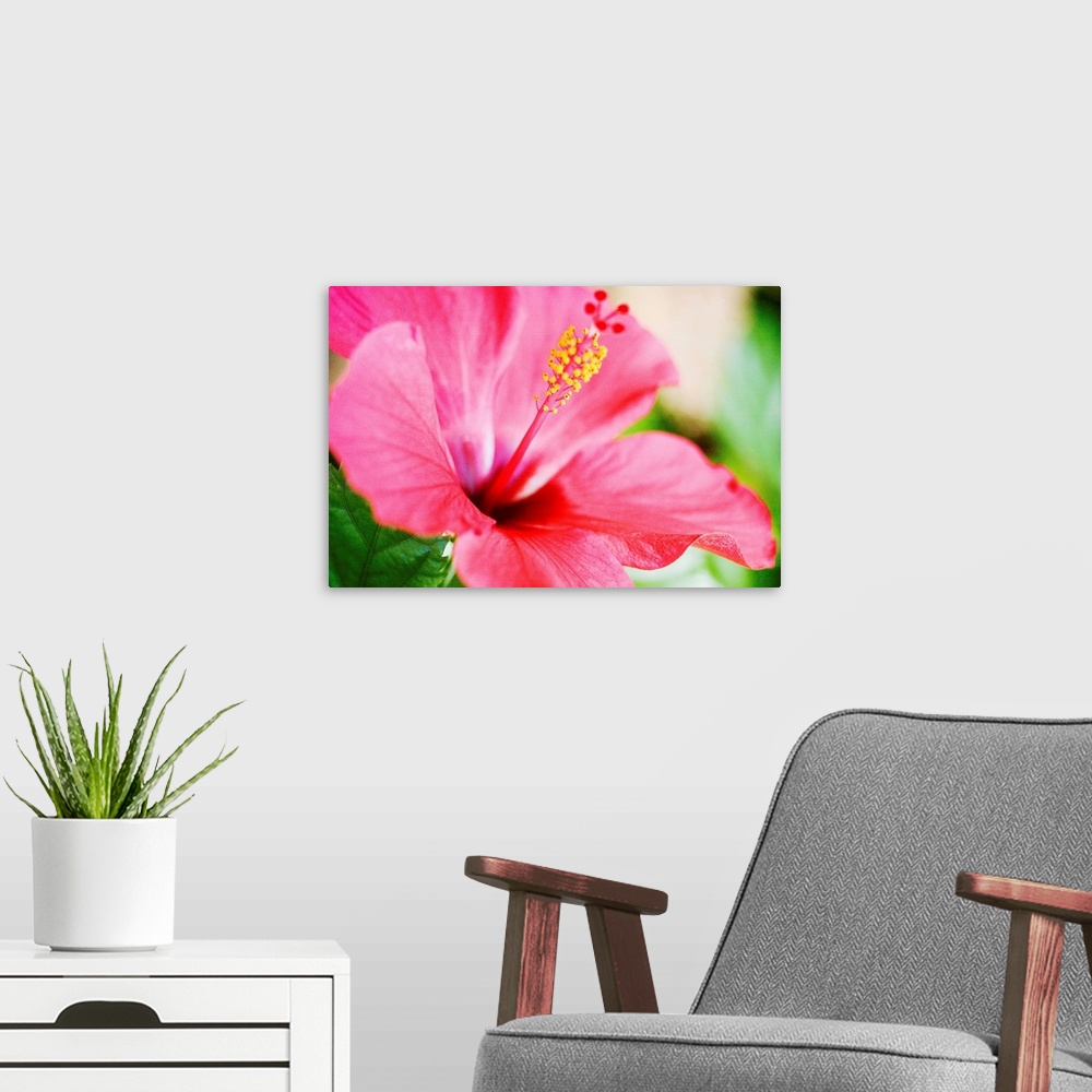 A modern room featuring Close-Up Of Beautiful Bright Pink Hibiscus With Blue And Green Background