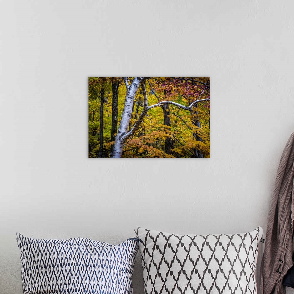 A bohemian room featuring Close-Up of Birch Tree Amongst Autumn Forest Foliage