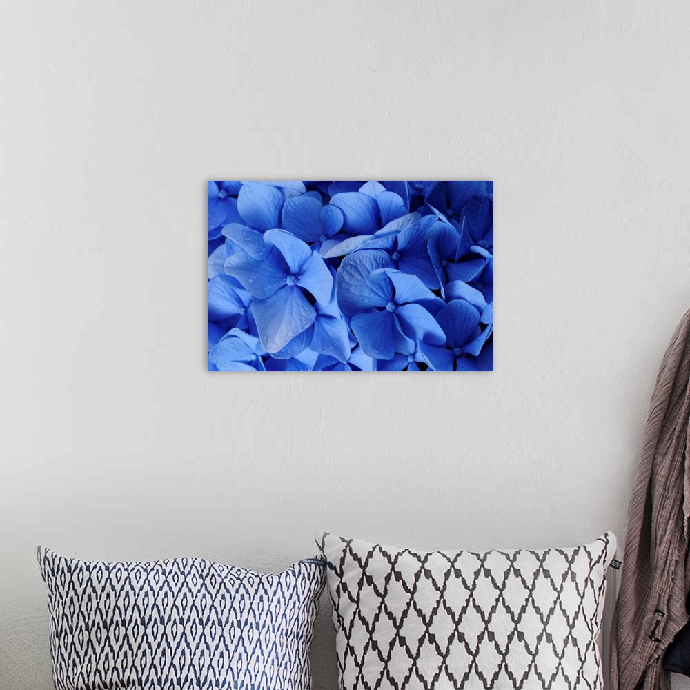 A bohemian room featuring Close up of blue hydrangea flowers, Hydrangea macrophylla.