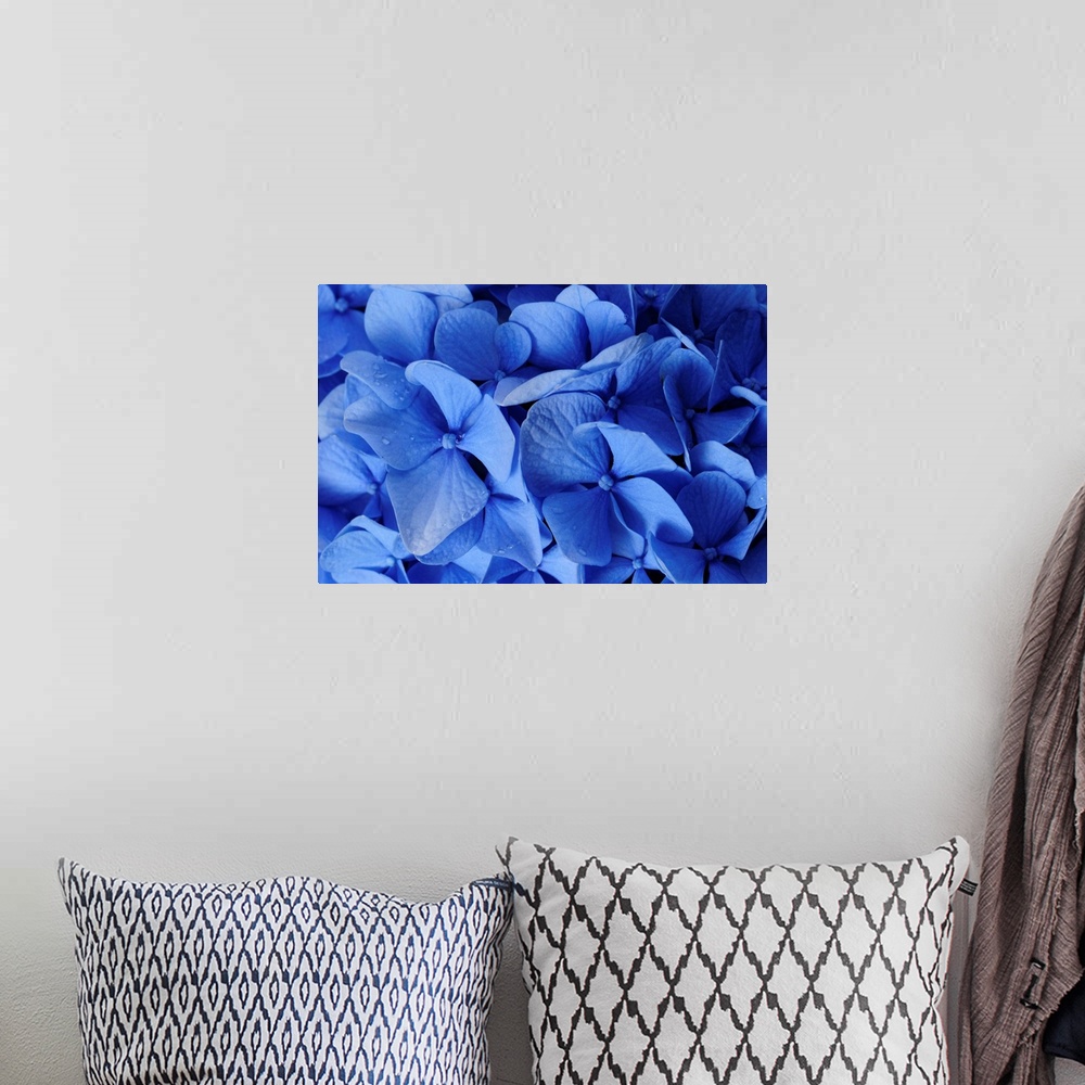 A bohemian room featuring Close up of blue hydrangea flowers, Hydrangea macrophylla.