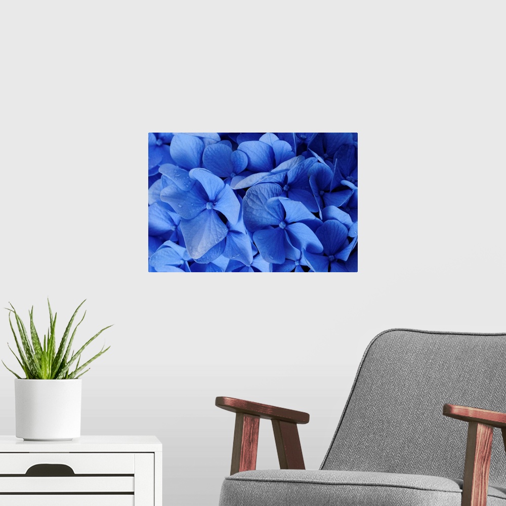 A modern room featuring Close up of blue hydrangea flowers, Hydrangea macrophylla.