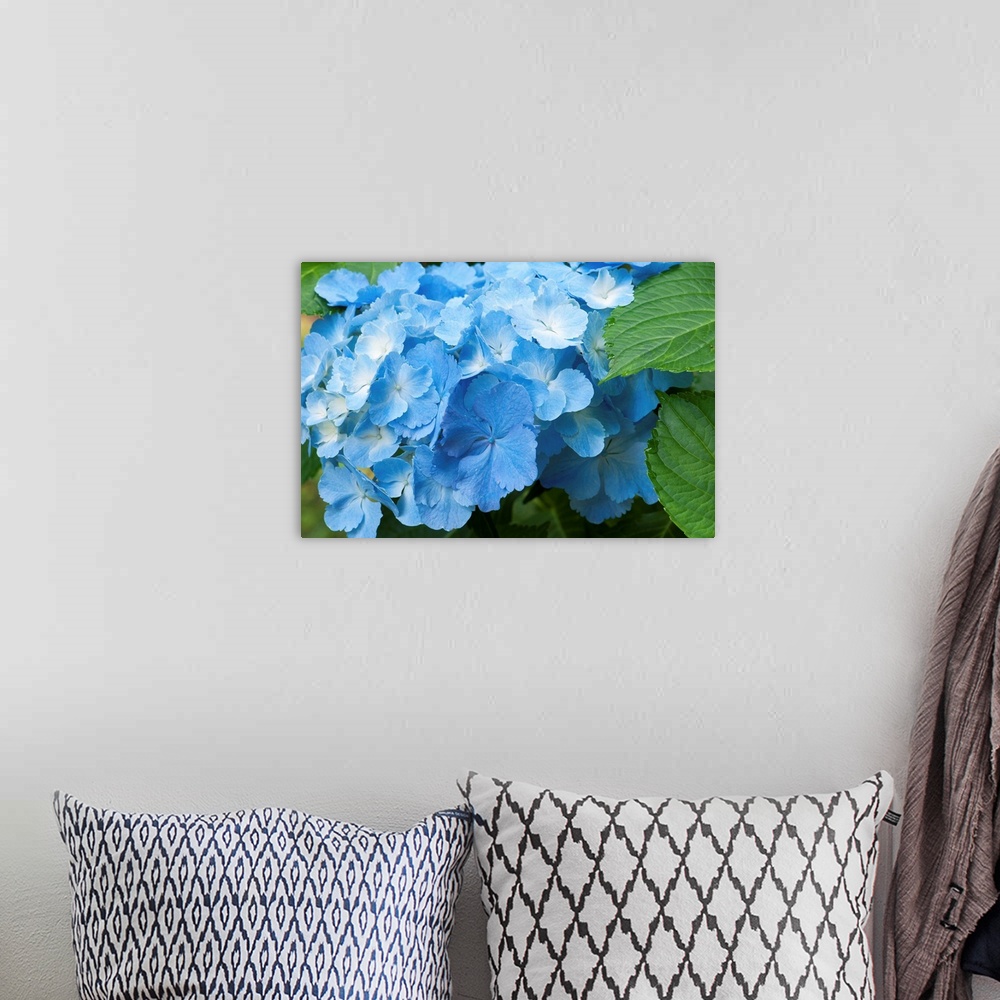 A bohemian room featuring Wall docor of a blue flower up close.