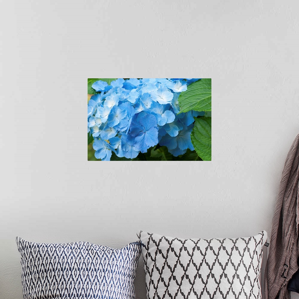 A bohemian room featuring Wall docor of a blue flower up close.
