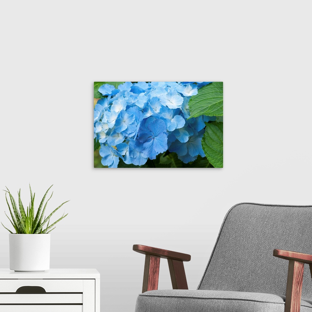 A modern room featuring Wall docor of a blue flower up close.