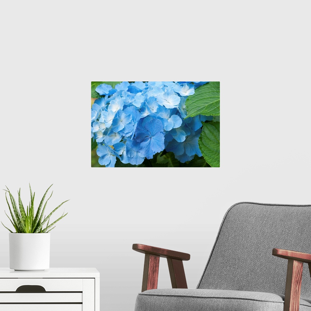 A modern room featuring Wall docor of a blue flower up close.