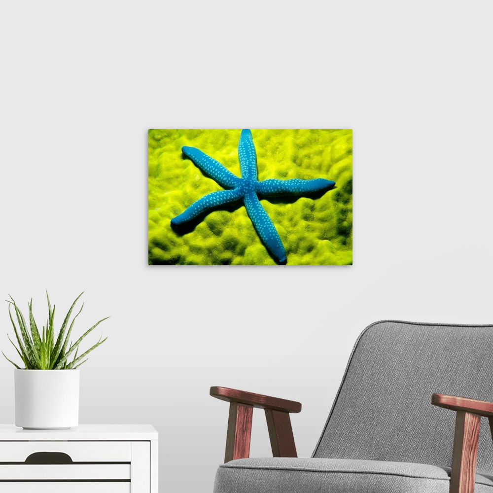A modern room featuring A zoomed in photograph taken of a blue starfish sitting on top of sea coral.