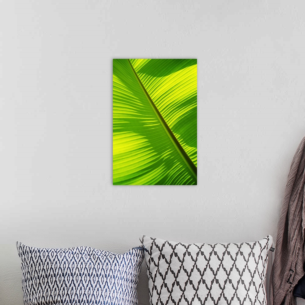 A bohemian room featuring Close-Up Of Bright Green Banana Leaf