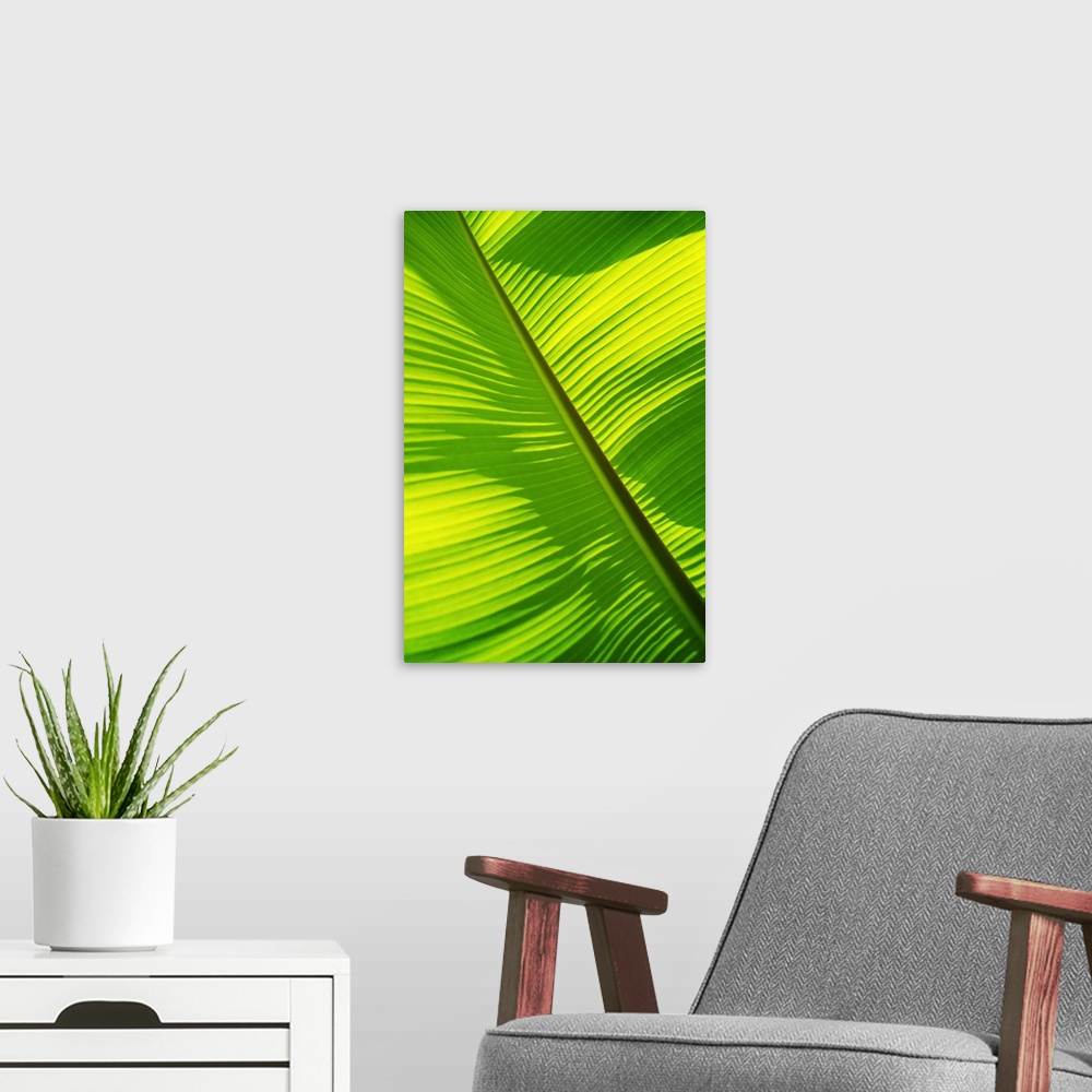 A modern room featuring Close-Up Of Bright Green Banana Leaf