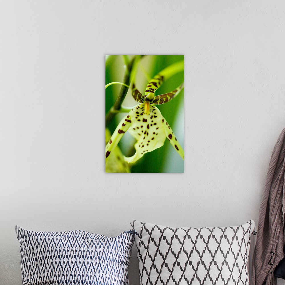 A bohemian room featuring Close-Up Of Bright Green Spider Orchid