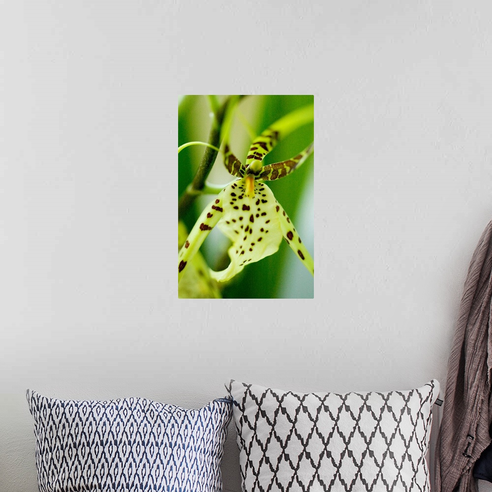 A bohemian room featuring Close-Up Of Bright Green Spider Orchid